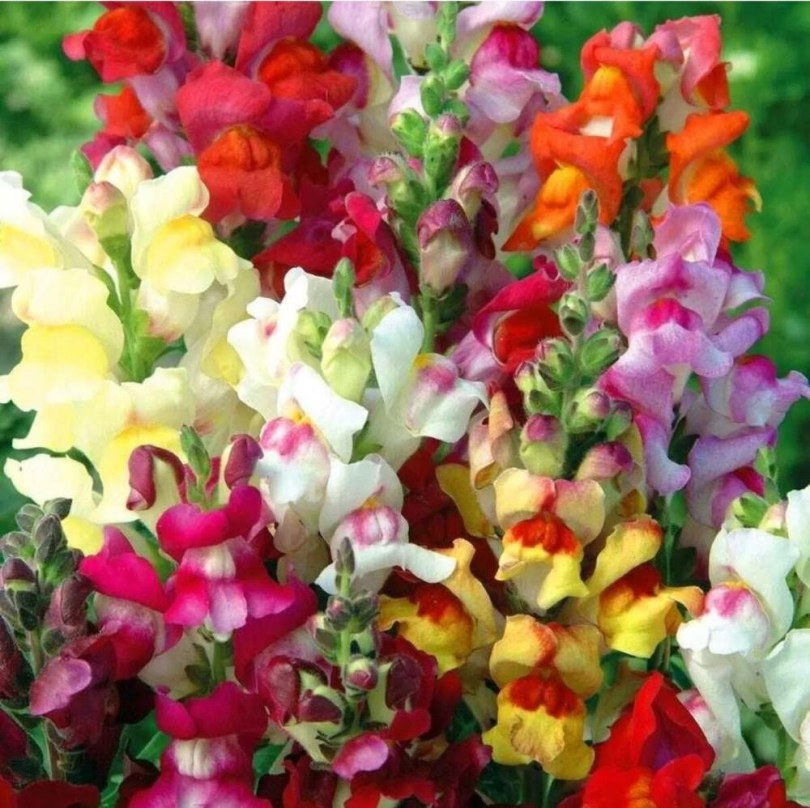 Oroszlánszáj - Tátika 'Circus Clowns', Antirrhinum majus nanum , virág